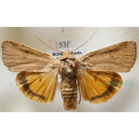 Noctua comes Hübner, 1813 Rolnica komes Czech53f